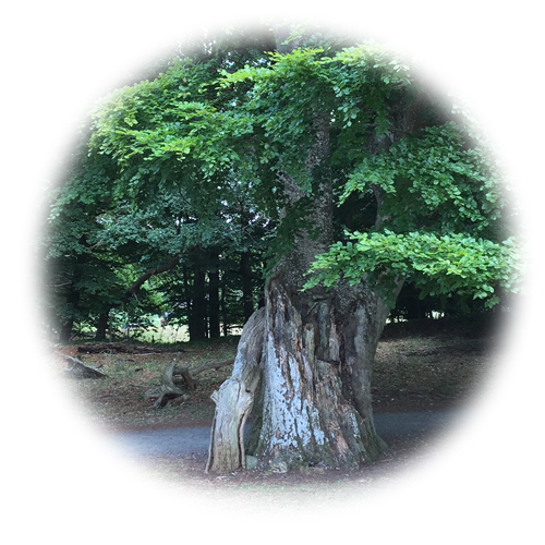 trädfällning trädbeskärning trädplantering 